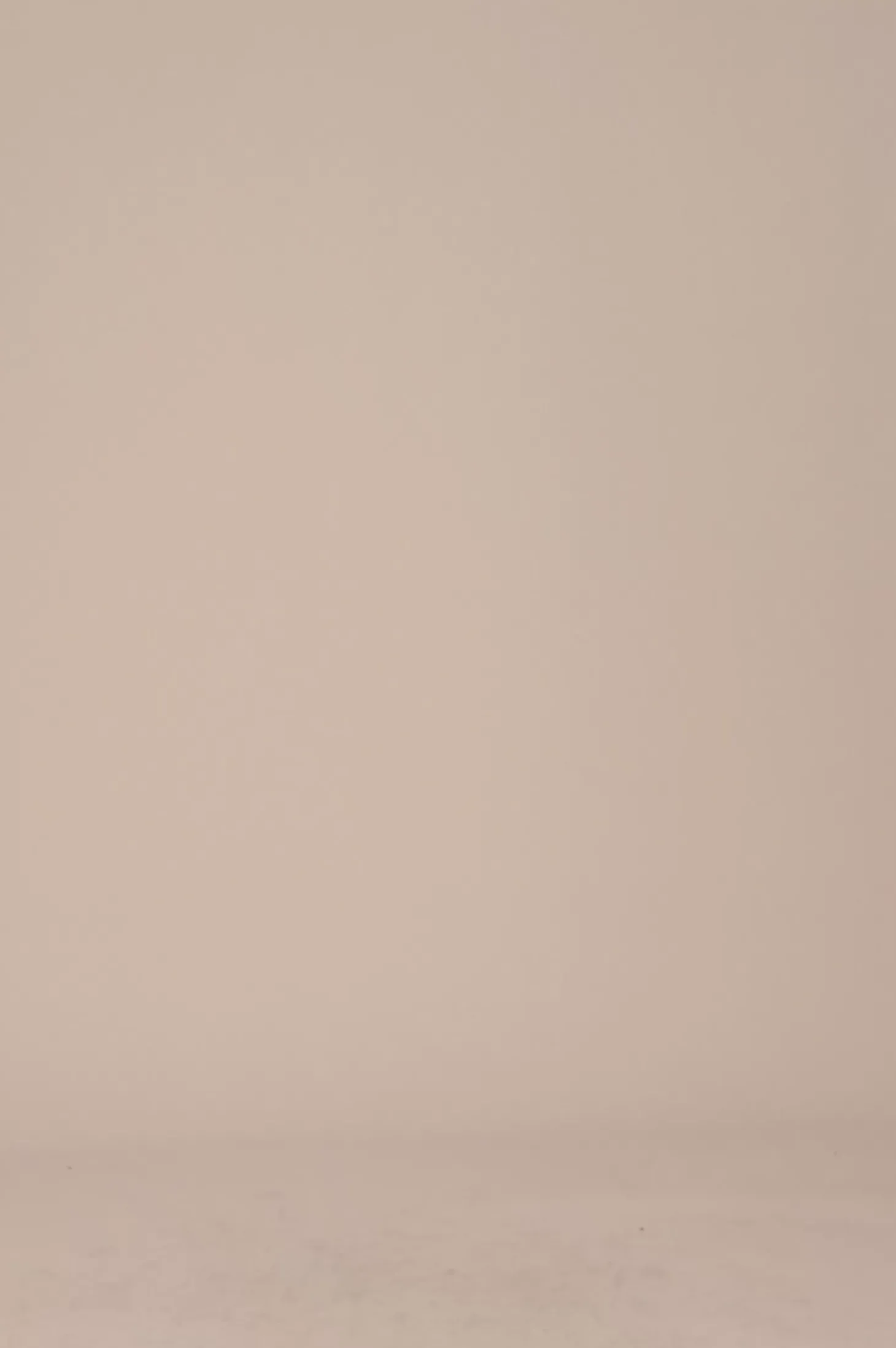 Store Carolina Casey Pants Espresso- Pre Order